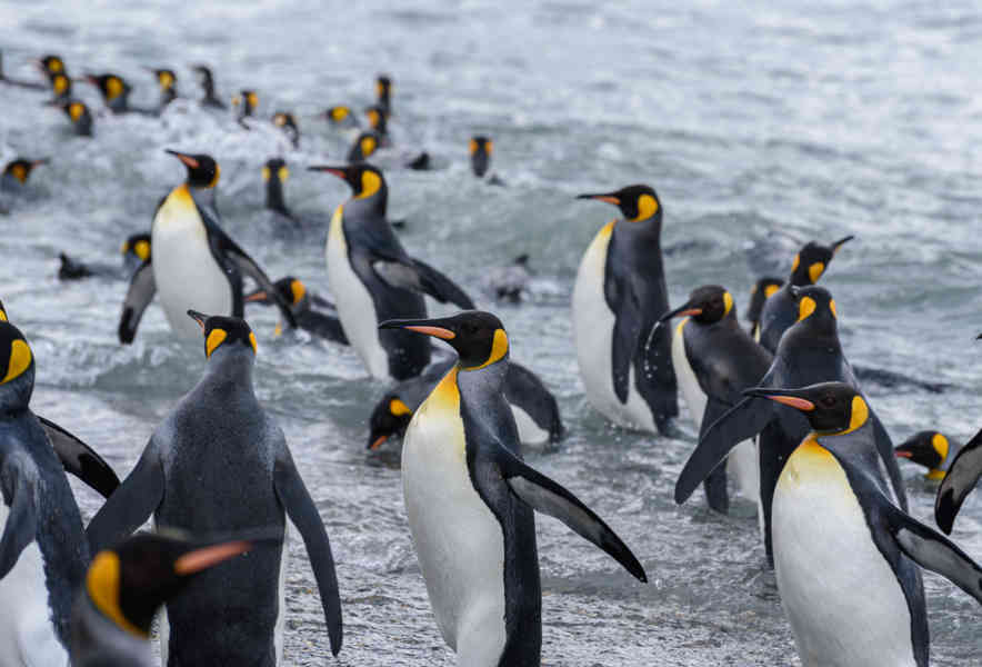 Pingüino Rey - islas Georgias del Sur 089.jpg